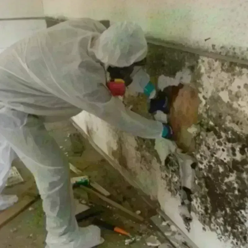 Mold Remediation and Removal in Bates County, MO